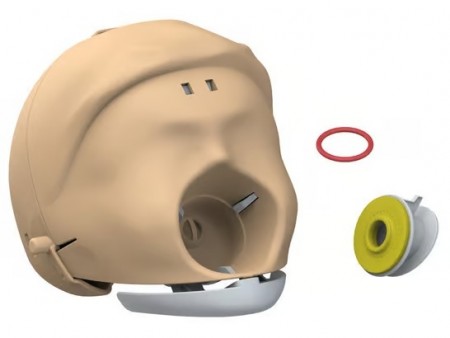 Hodeskalle inkl. kjeve